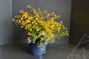 Abelia grandiflora 'Francis Maison' C3