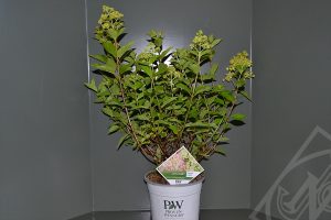 Hydrangea paniculata 'Litlle Lime' C5