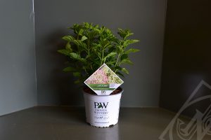 Hydrangea paniculata 'Little Lime' C3