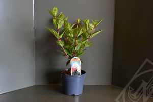 Hydrangea paniculata 'Early Sensation' C3