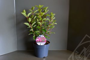 Hydrangea paniculata 'Fraise Melba' C3