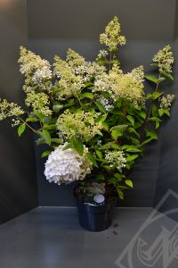 Hydrangea paniculata 'Grandiflora' C5
