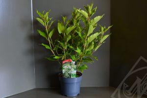 Hydrangea paniculata 'Kyushu' C3