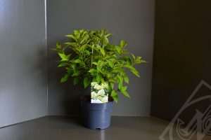 Hydrangea paniculata 'Limelight' C3