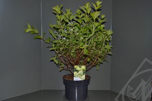 Hydrangea paniculata 'Limelight' C5