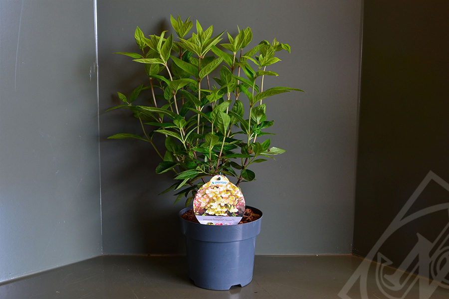 Hydrangea paniculata Pastelgreen C3
