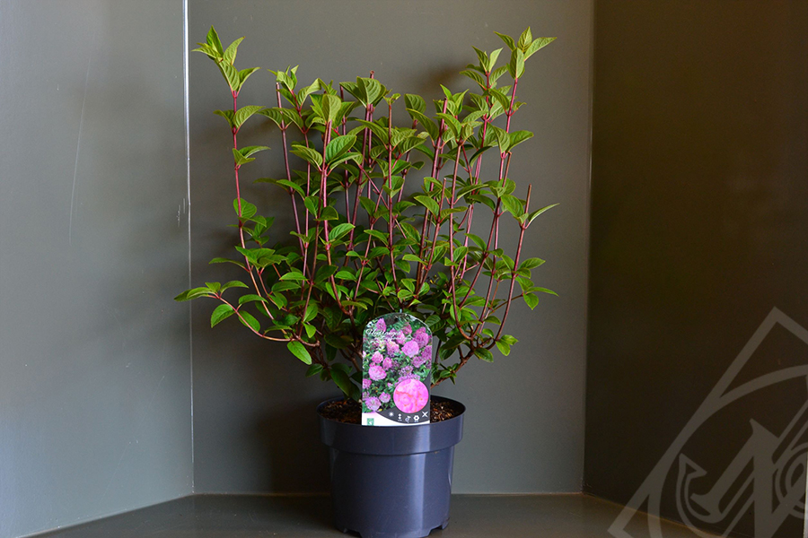 Hydrangea paniculata 'Sundae Fraise' C5