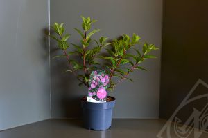 Hydrangea paniculata 'Sundea Fraise' C3