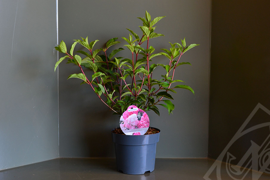Hydrangea paniculata 'Vanille Fraise' C3