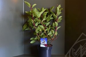 Hydrangea paniculata 'Wims Red' C5