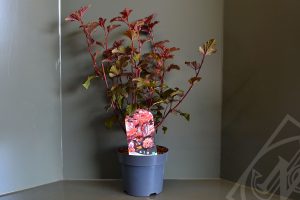 Physocarpus opulifolius 'Lady in Red' C3