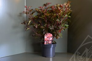 Physocarpus opulifolius 'Lady in Red' C5