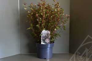 Physocarpus opulifolius 'Little Joker' C5