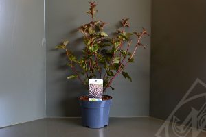 Physocarpus opulifolius 'Red Baron' C3