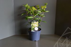 Hydrangea paniculata 'Grandiflora' C3