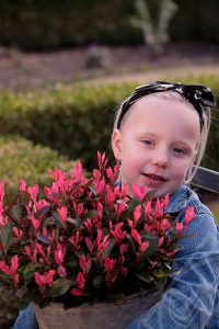Photinia fraseri 'Little Fenna'