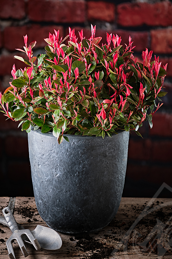 Photinia fraseri 'Little Fenna' C5