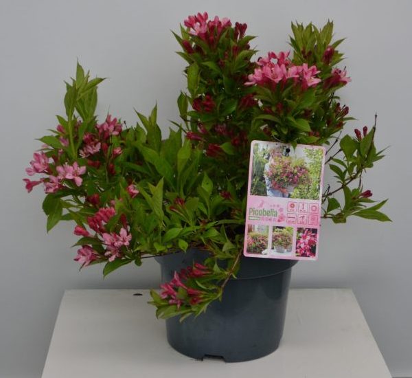 Weigela 'Picobella Rosa'