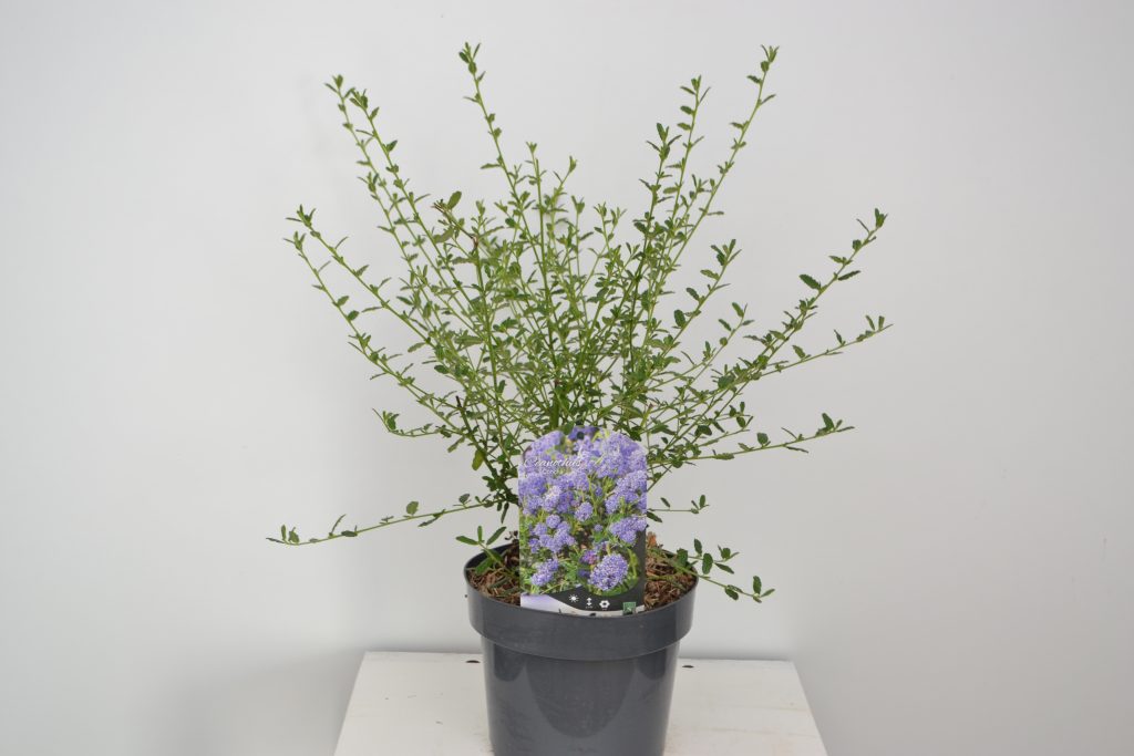 Ceanothus Concha C2