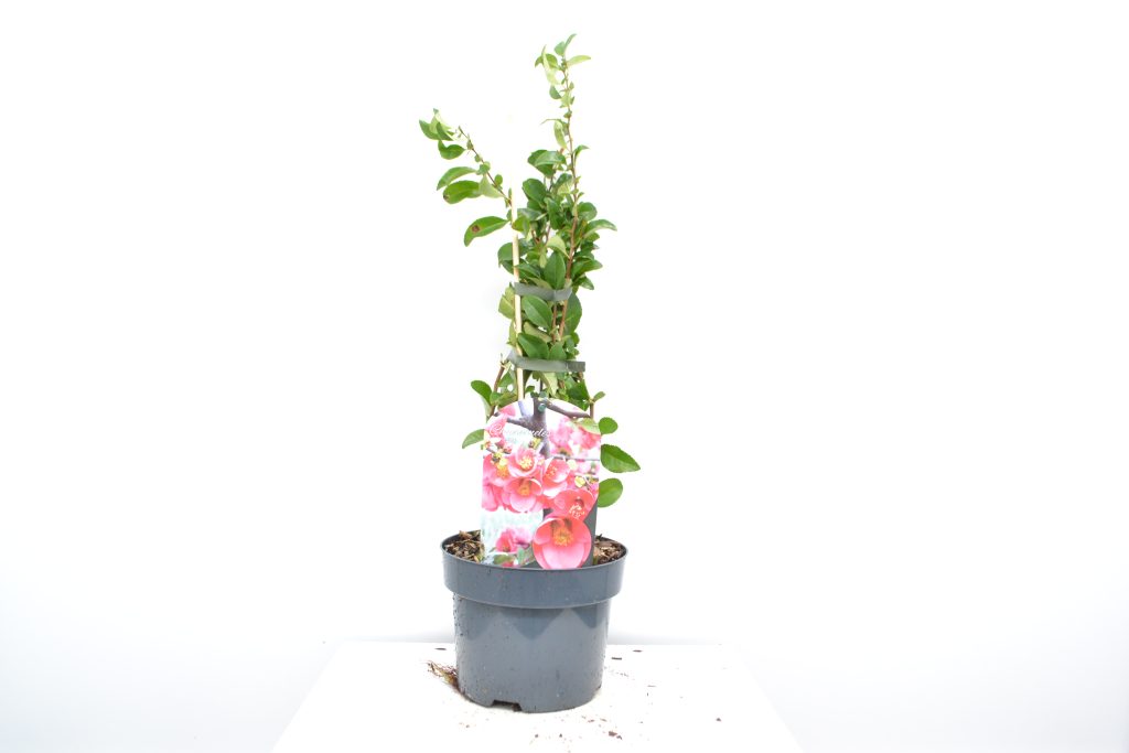 Chaenomeles superba Pink Trail C2