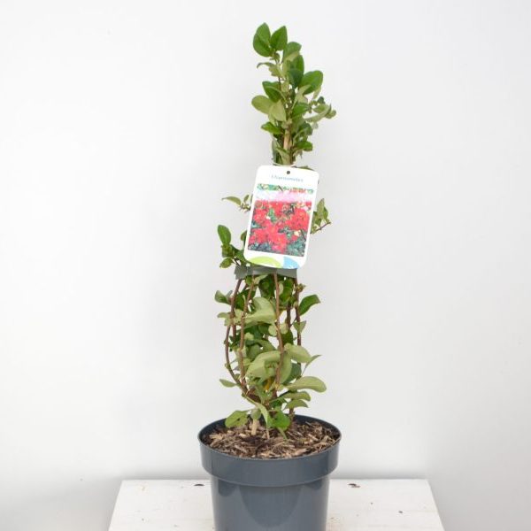 Chaenomeles Red Trail C2