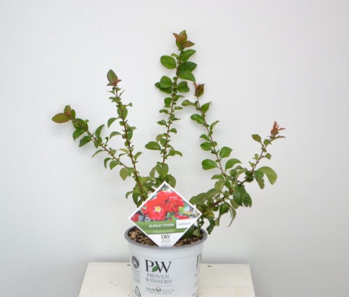 Chaenomeles Scarlet Storm C3
