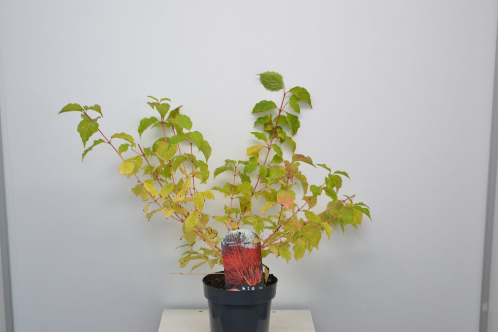 Cornus alternifolia Winter Orange C3