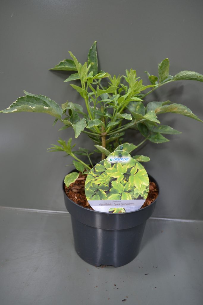 Sambucus nigra Gold Spark C3