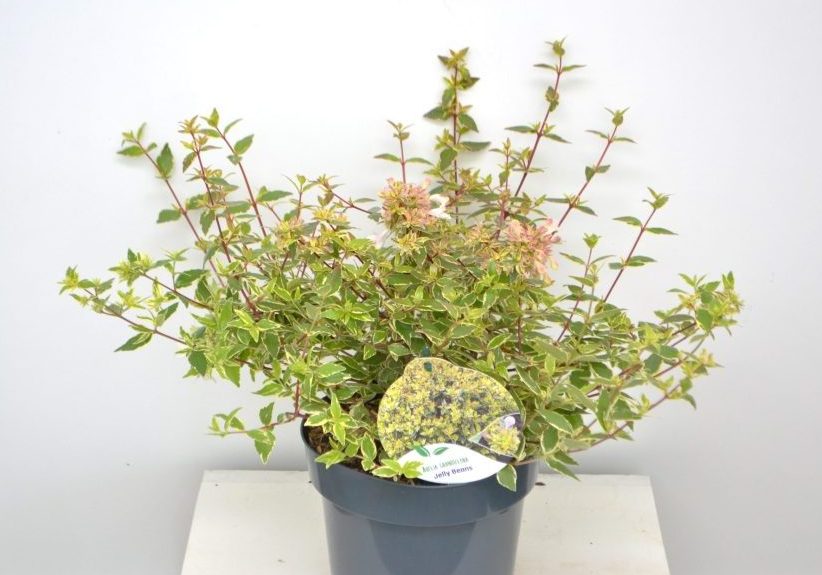 Abelia grandiflora Jelly Beans C3