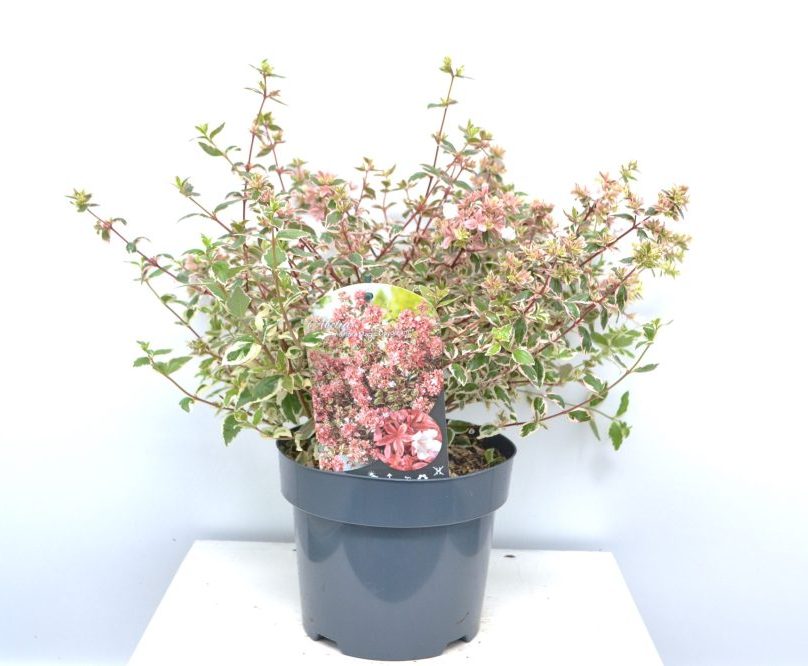 Abelia grandiflora Magic Daydream C3