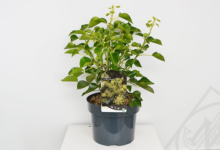 Hedera helix Arborescens C5