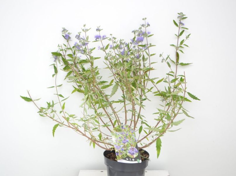 Caryopteris clandonensis Heavenly Blue C3