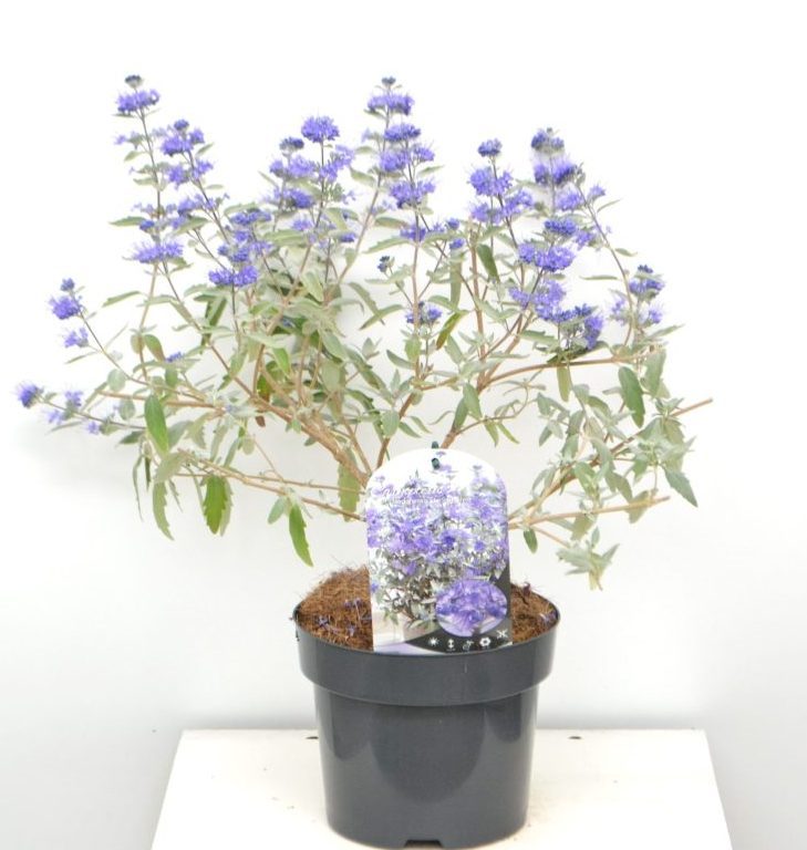 Caryopteris clandonensis Sterling Silver C3