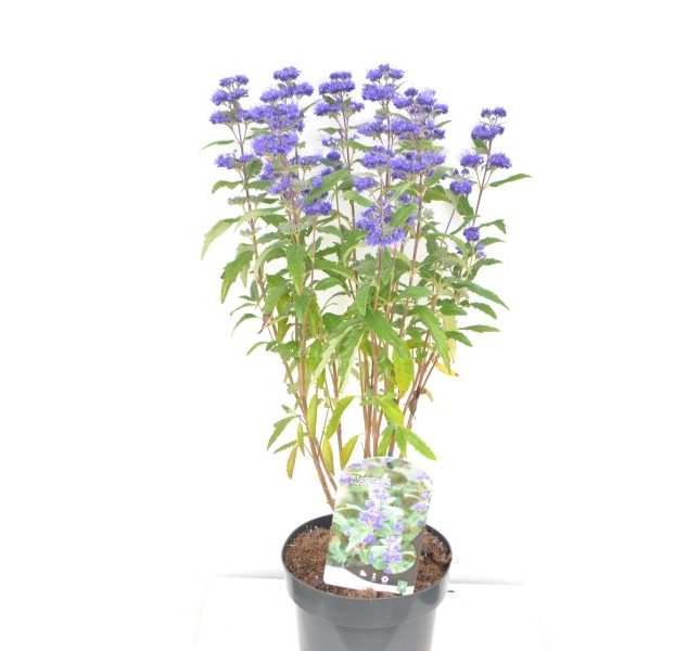 Caryopteris clandonensis Grand Blue C3