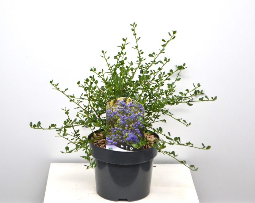 Ceanothus impressus Victoria C3