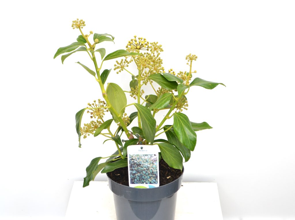 Hedera colchica Fall Favourite C3