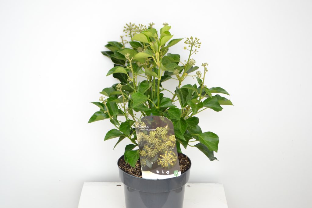 Hedera Helix Arborescens C3