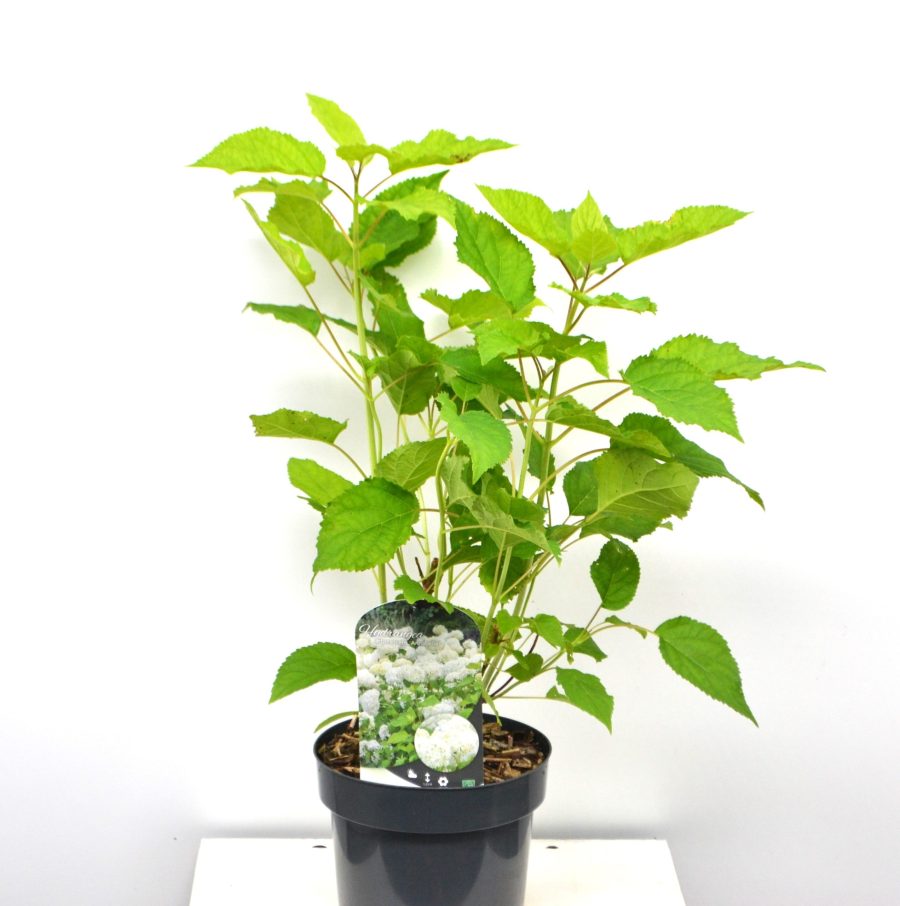 Hydrangea arborescens Annabelle C3
