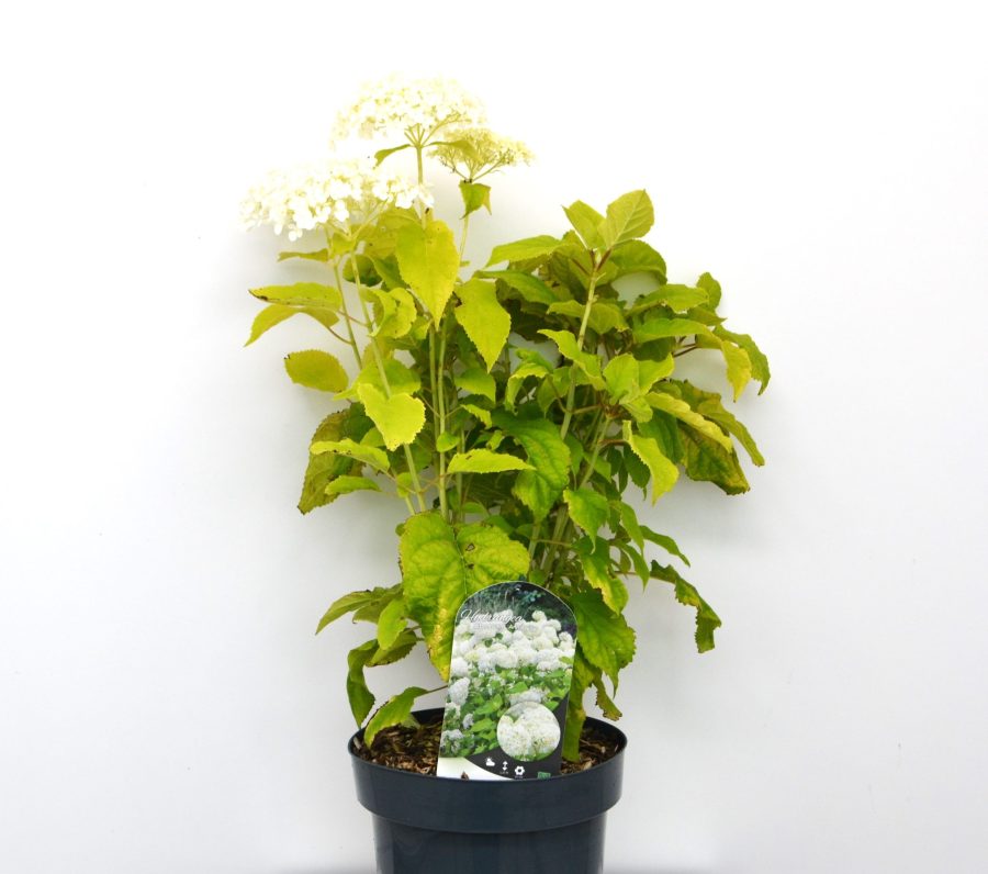 Hydrangea arborescens Annabelle C5