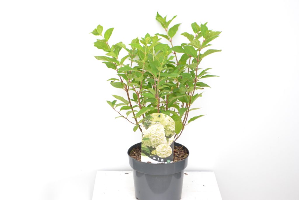 Hydrangea paniculata Limelight C3