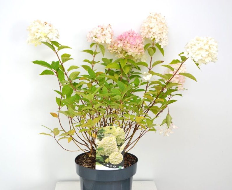 Hydrangea paniculata Limelight C5