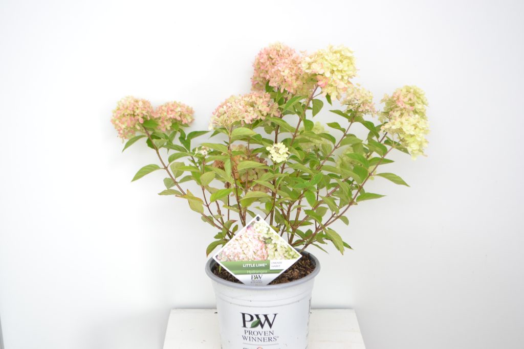 Hydrangea paniculata Little Lime C5