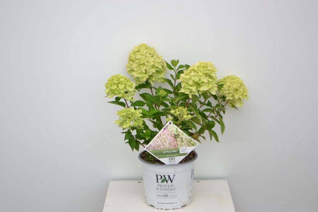 Hydrangea paniculata Little Lime C3