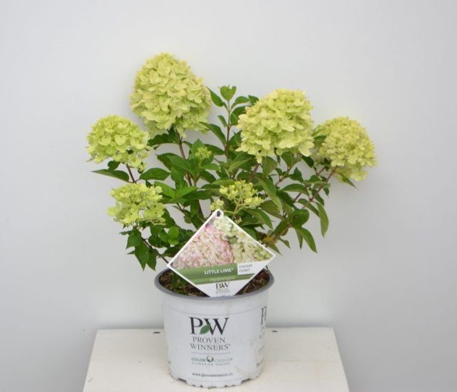 Hydrangea paniculata Little Lime C3
