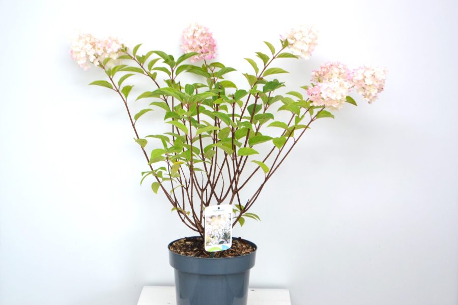 Hydrangea paniculata Silver Dollar C5