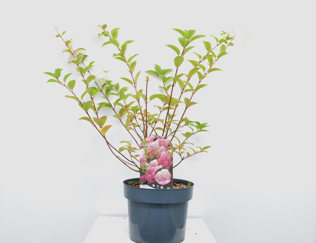 Hydrangea paniculata Vanille Fraise C5