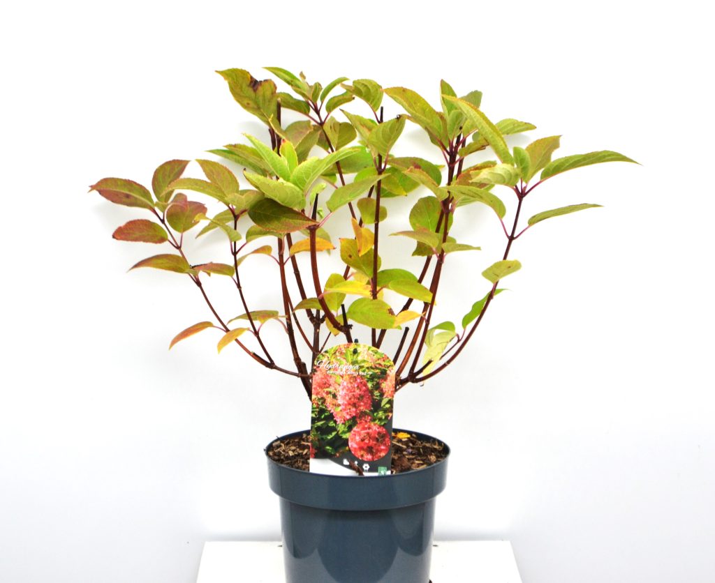Hydrangea paniculata Wim's Red C5