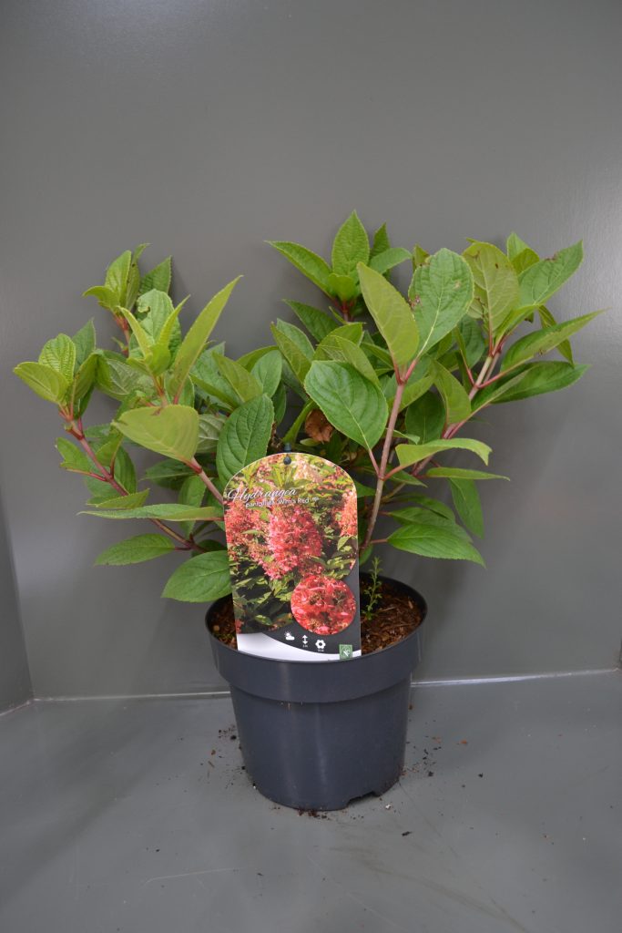 Hydrangea paniculata Wim's Red C3