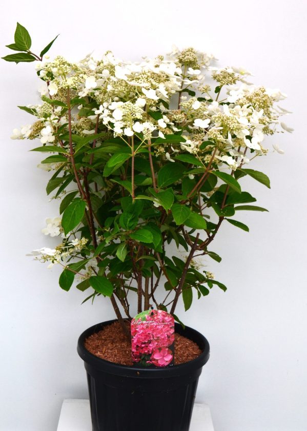 Hydrangea paniculata Early Sensation C12