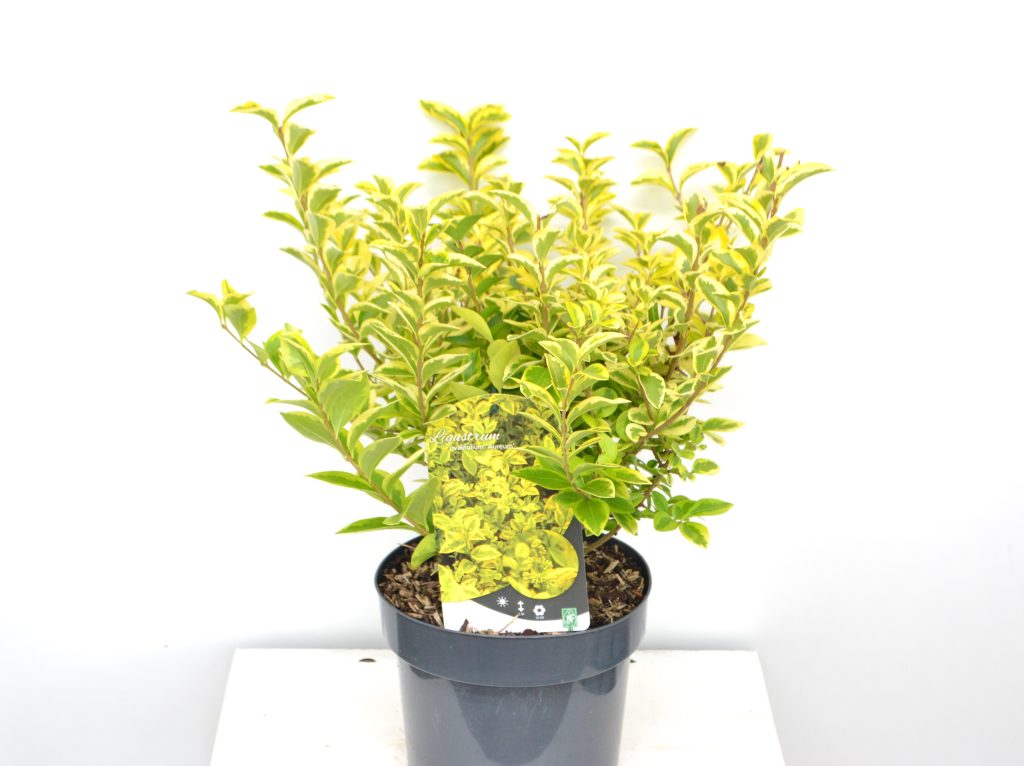 Ligustrum ovalifolium Aureum C3